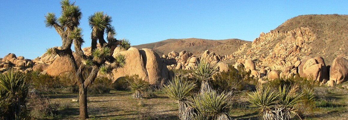 Parque nacional de Árboles de Josué