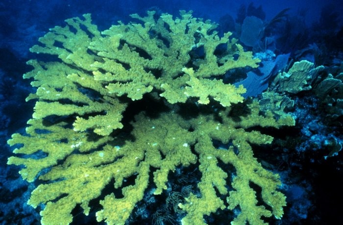 Recife de coral de Hikkaduwa