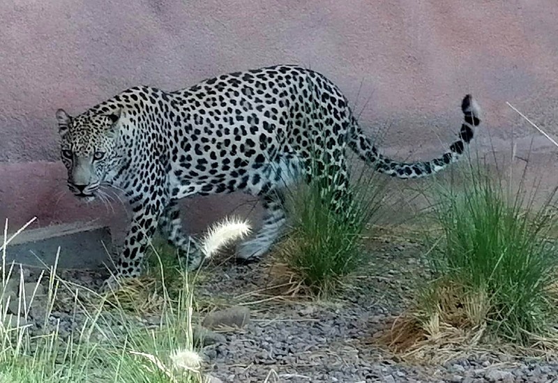 Sharjah Zoo - photo 14
