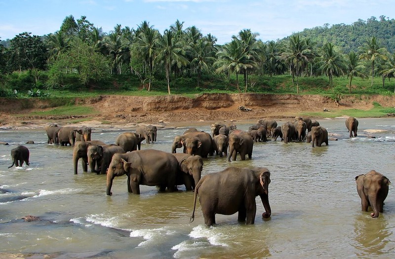 Orphelinat des éléphants de Pinnawala