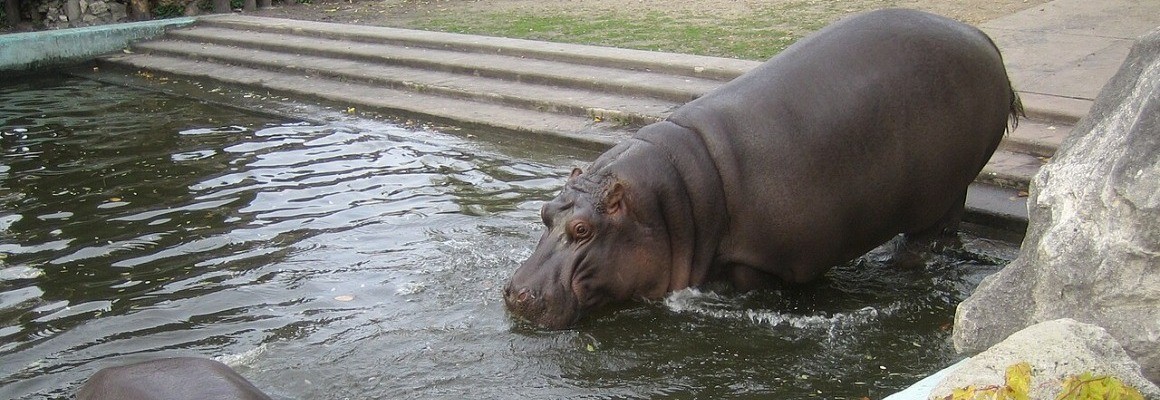 ブダペスト動物園