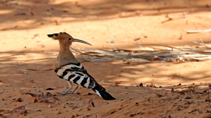 Sharjah Zoo - photo 11