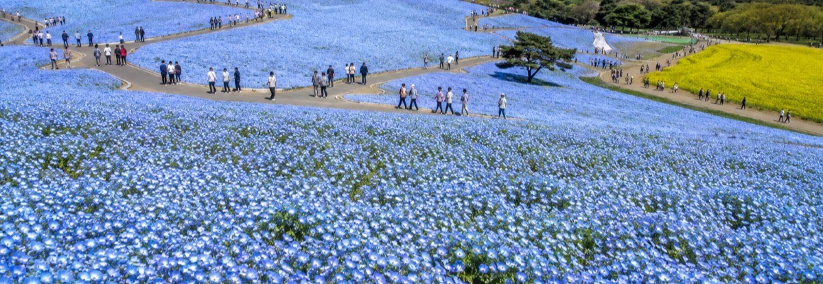 Hitachi Seaside Park