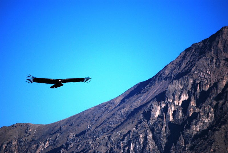 Canyon de Colca
