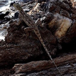 东察沃国家公园