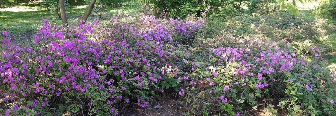 Aにちなんで名付けられた植物園。AT。フォミン
