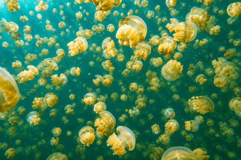 水母湖