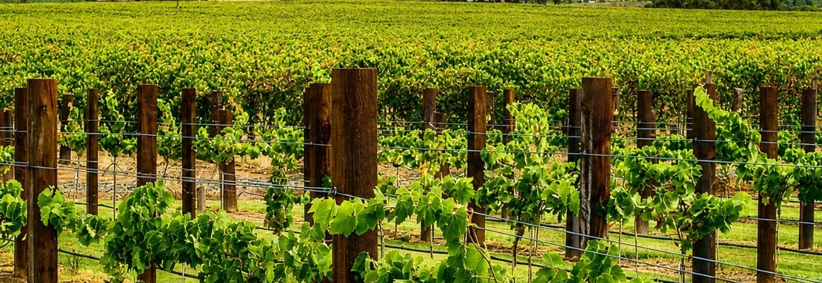 Barossa Valley