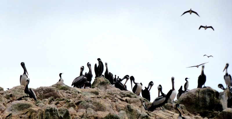 Ballestas-Inseln