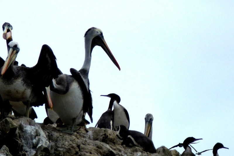 Ballestas-Inseln