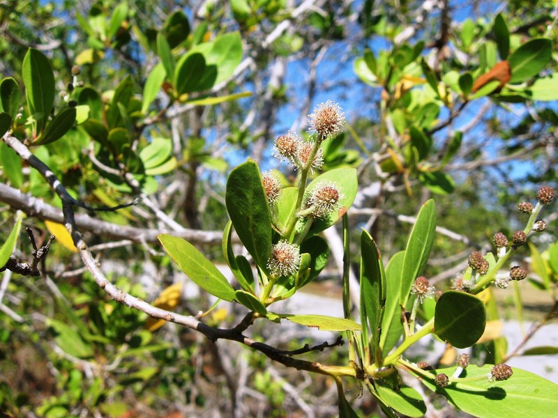 Mangroves de Tumbes
