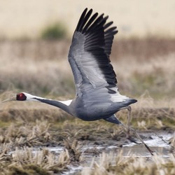 Острів Сікоку