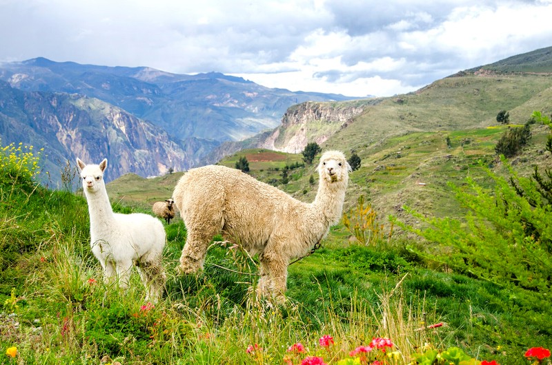 Canyon de Colca