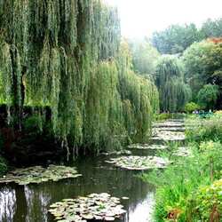 クロード・モネの庭園