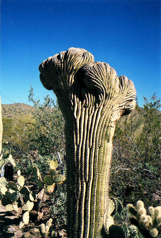 Parc national du Saguaro
