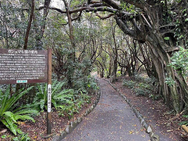 屋久島 - photo 14