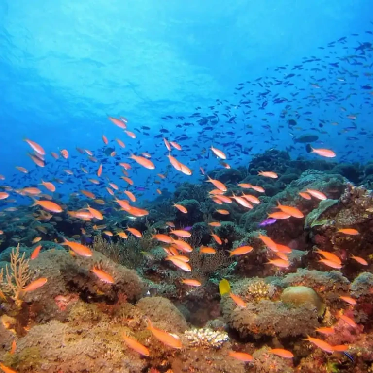Recife de coral de Hikkaduwa