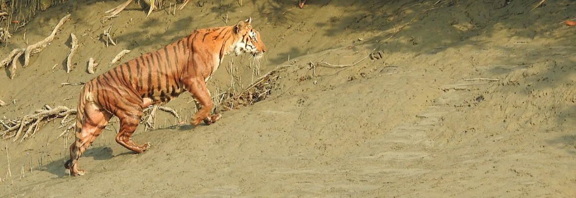 Sundarbans