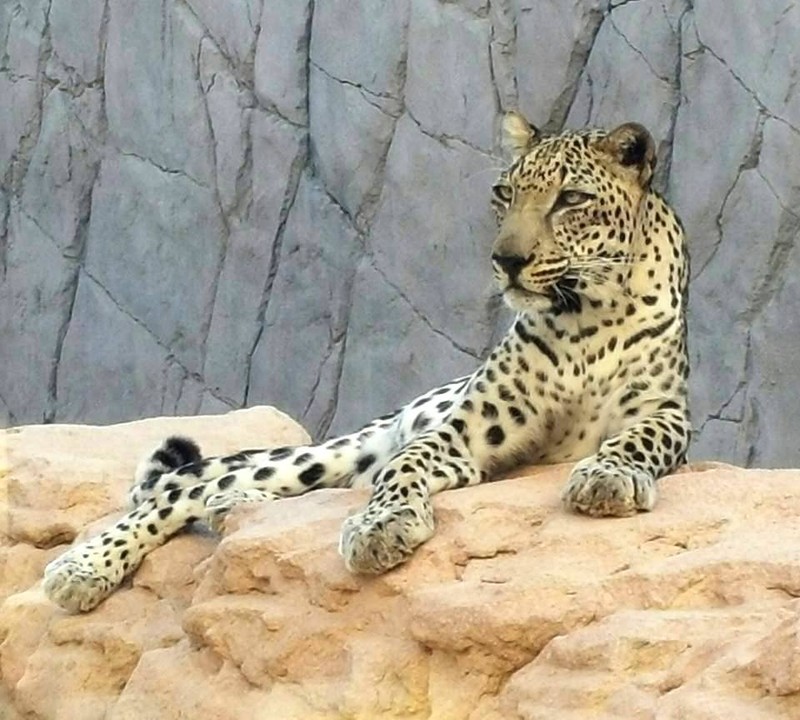 Sharjah Zoo - photo 13