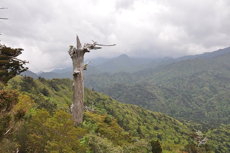屋久島 - photo 15