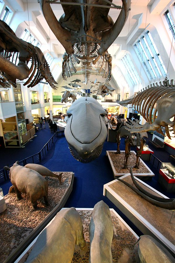 Musée d'histoire naturelle de Londres