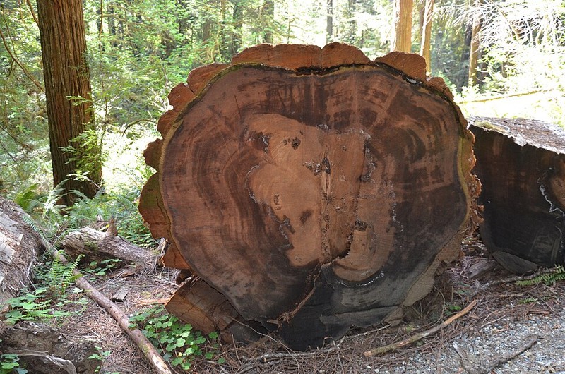 Redwood National Park