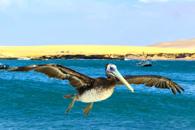 Réserve nationale de Paracas