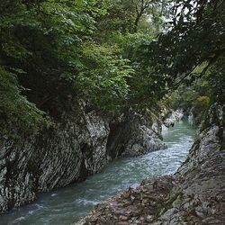 Bosque de Tiso-Samshite