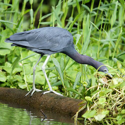 トルトゥゲロ国立公園