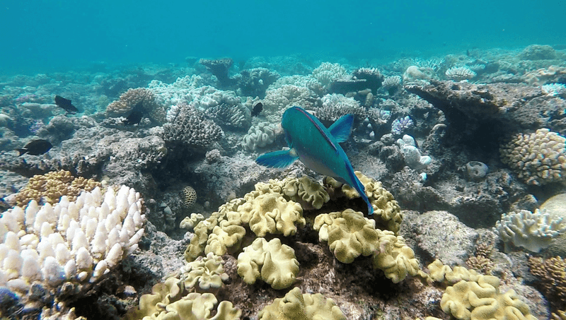 Gran barrera de coral