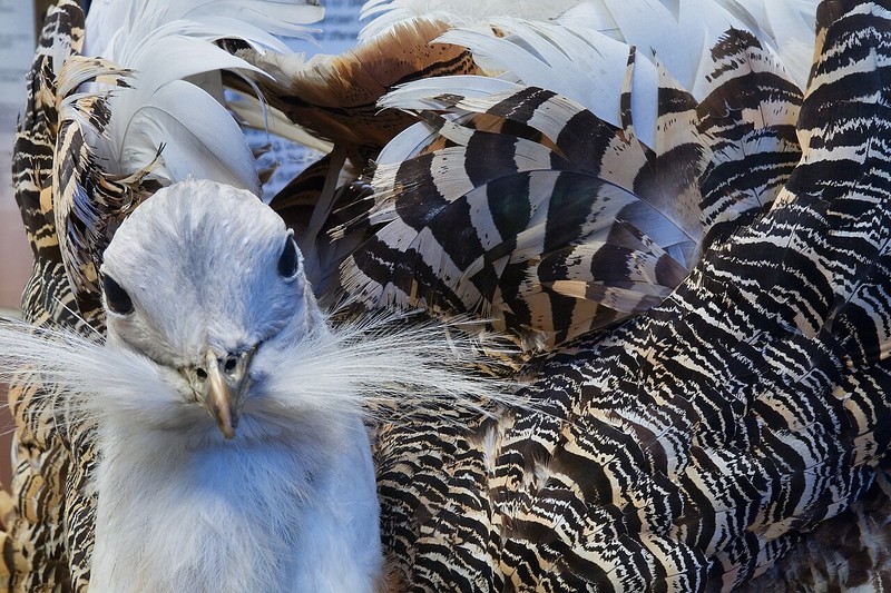 ウィーン自然史博物館