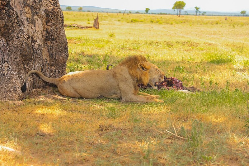 Mikumi National Park