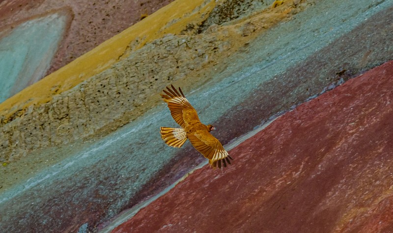 Montaña de Siete Colores de Vinicunca