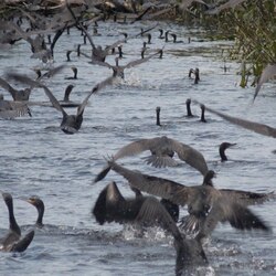 Астраханский заповедник
