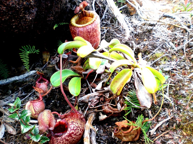 哈米吉坦山脉野生生物保护区