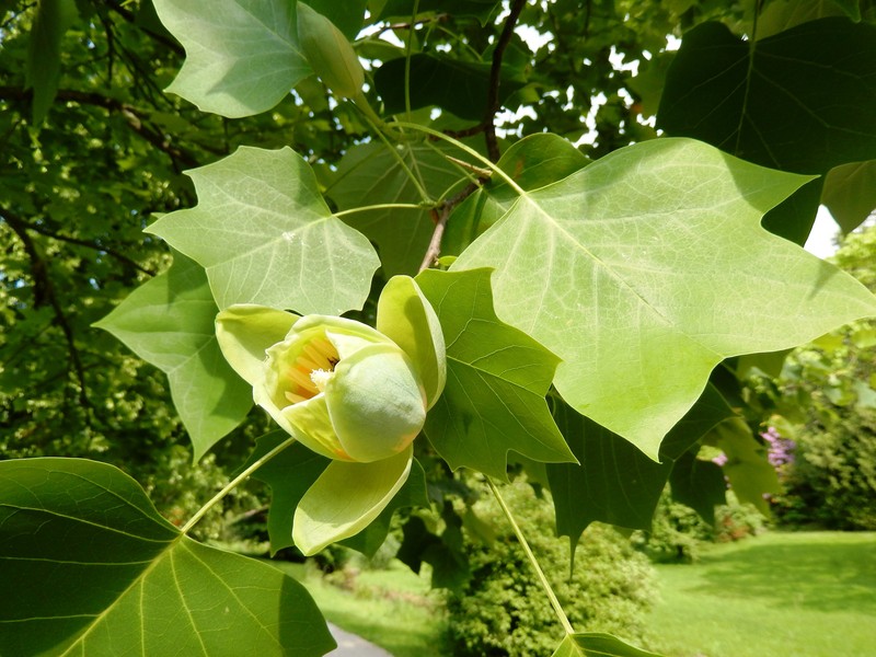 Kurpark in Baden