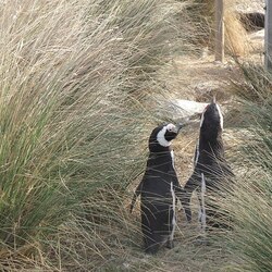 プンタトンボ自然保護区