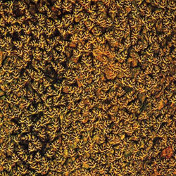 Долина Метеликів Родосу