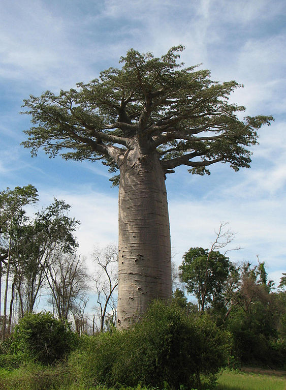 Avenida dos Baobás