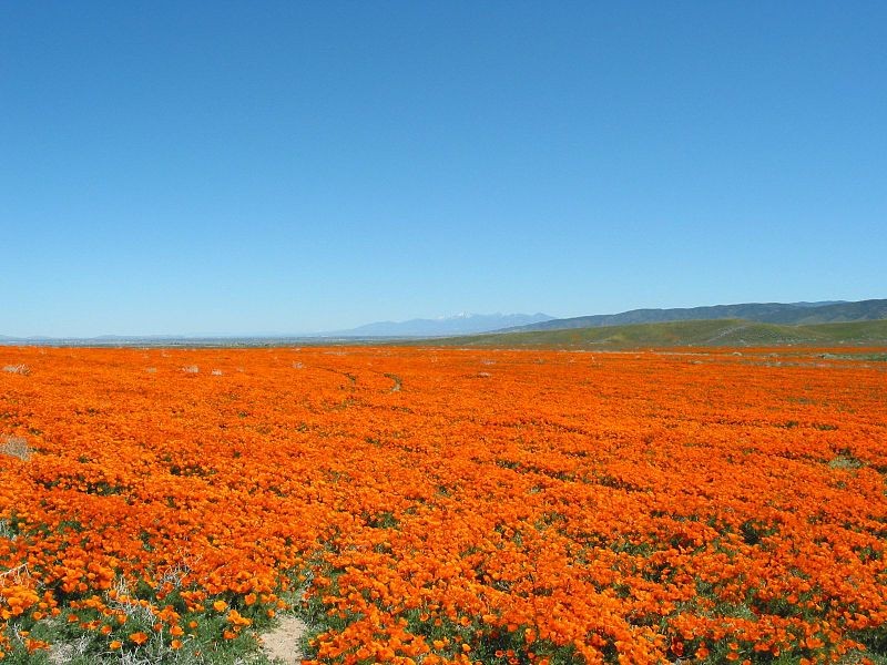 Valle del antílope