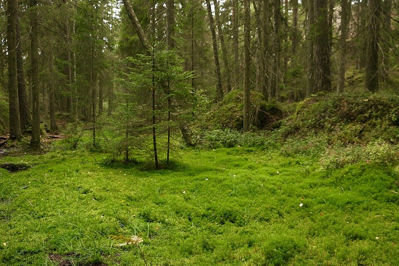 Tiveden National Park