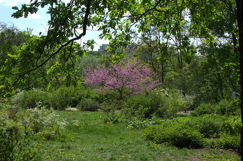 Jardim Botânico com o nome de A. AT. Fomin