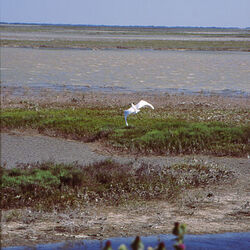 自然公園カマルグ