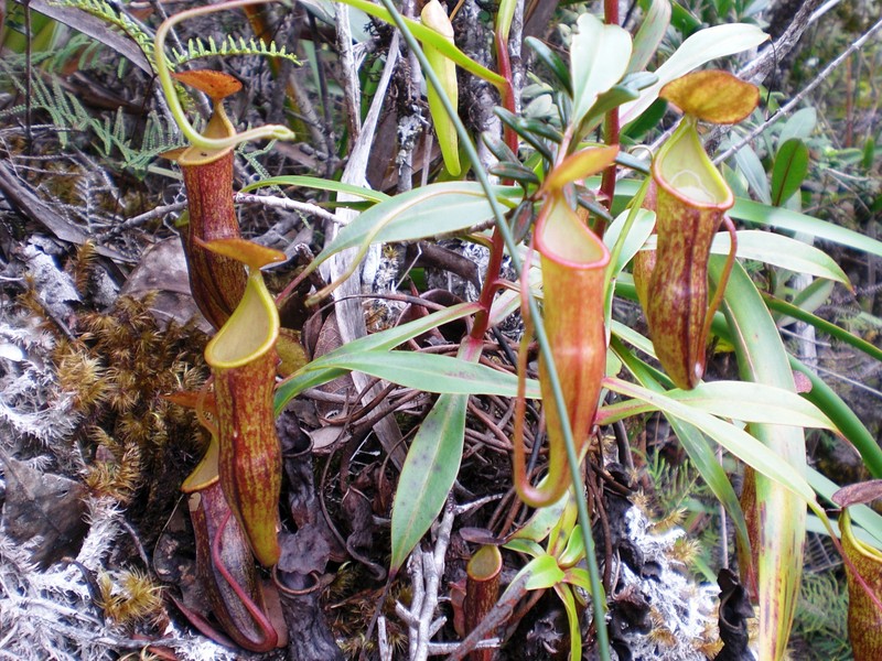 哈米吉坦山脉野生生物保护区