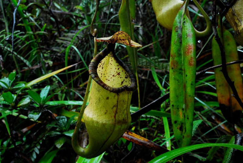 哈米吉坦山脉野生生物保护区