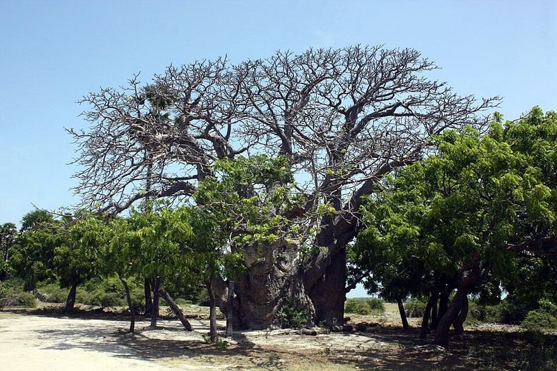 Ilha de Delft