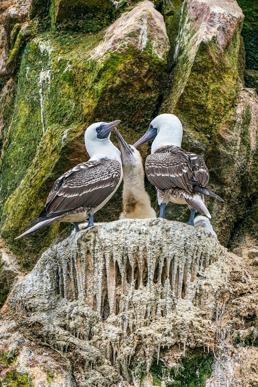 Ballestas-Inseln