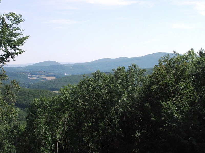 Bosque de Viena
