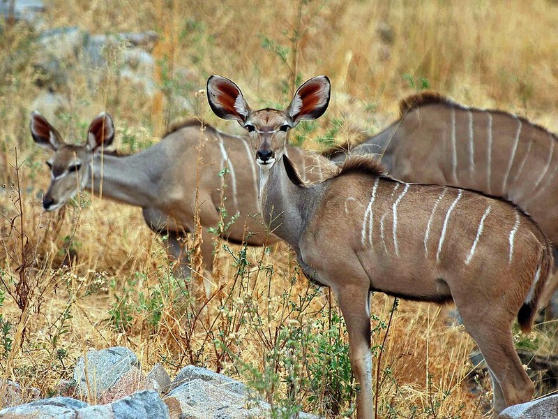 Ruaha Nationalpark