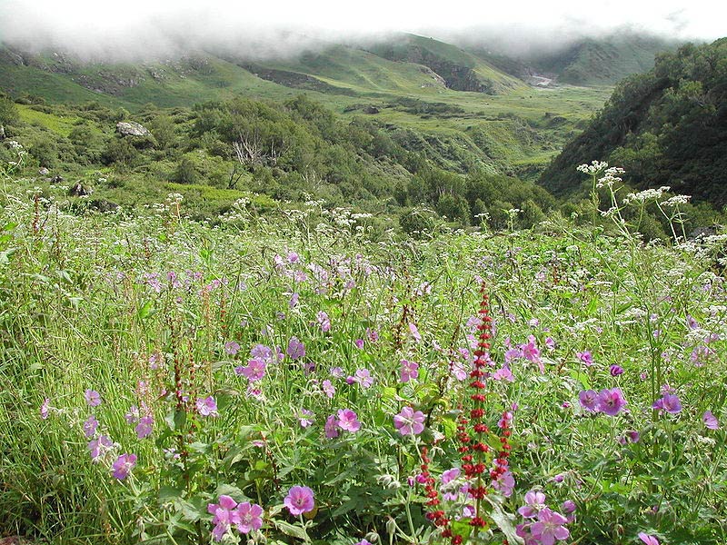 Valley of flowers